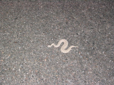 Sindwinder snake that Phil almost stepped on