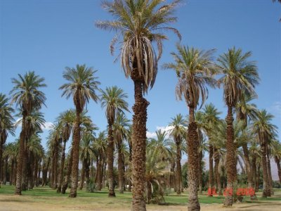 Palm Trees in Furnace Creek