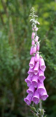 Woodland flower