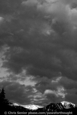 Yellowstone National Park b&w