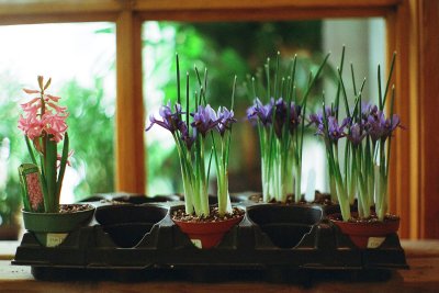 flower pots