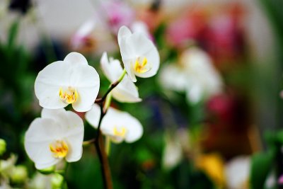 bokeh