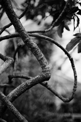branch
