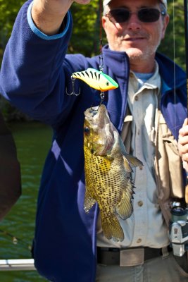 feisty little bugger to hit that big lure...