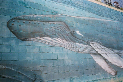 humpback