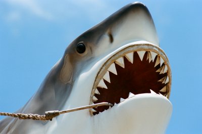 Great White shark