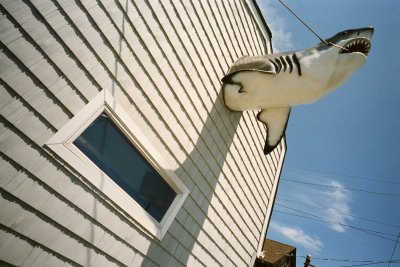 the whole shark