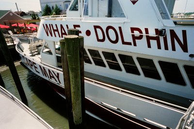 whale watcher  2