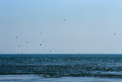 birds at sea