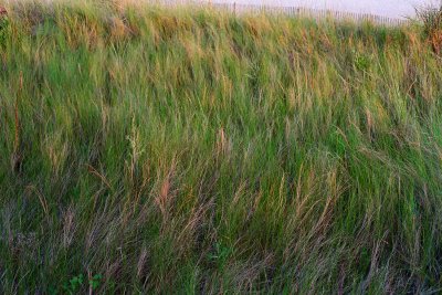 dune growth