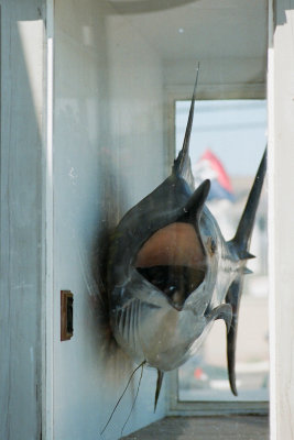 trophy fish