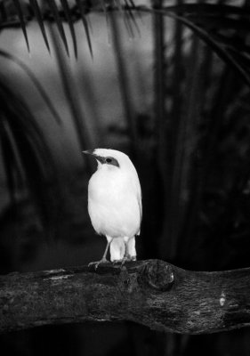 Bali Mynah