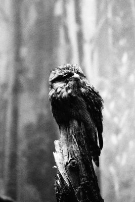 tawney frogmouth