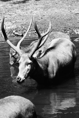 pere davids deer herd dominant buck