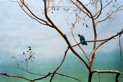 bird exhibit