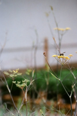 delicate touch