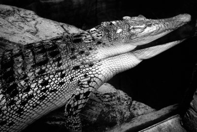 golden or Phillipine freshwater crocodile