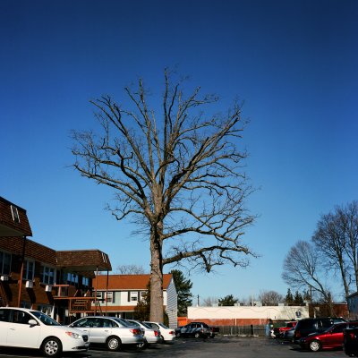 tree in lot