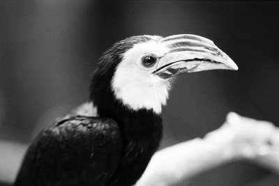 Sulawesi Hornbill