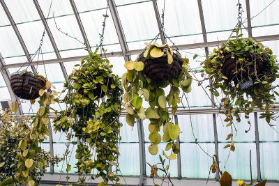hanging plants