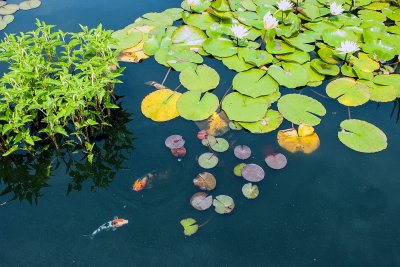 lilly pads with fish