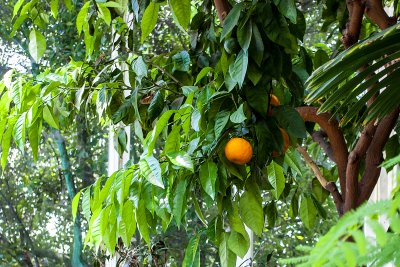 an orange