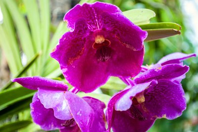 orchid