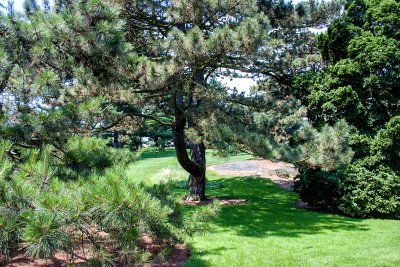 pine trees