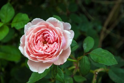 pink rose