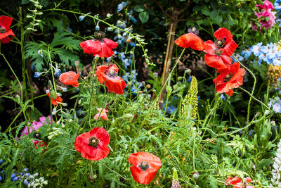 poppies