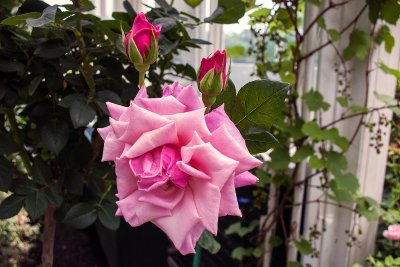 rose(s)