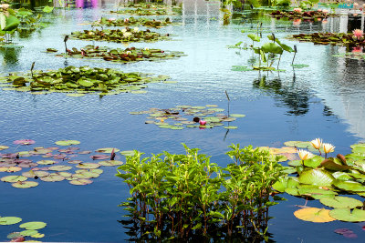 water garden