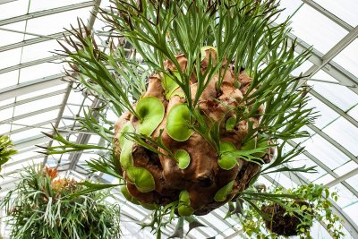 weird plant