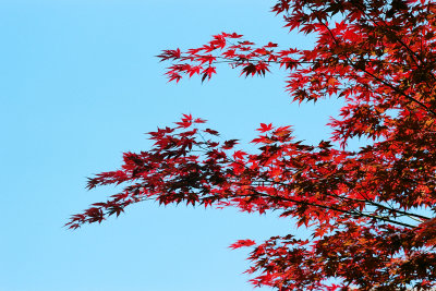 japanese maple
