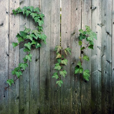 fence vs next door neighbor's vines