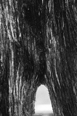 tree voyeur