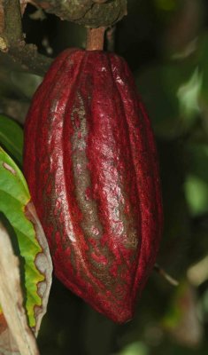 Cocoa fruit. (chocolate is made from this fruit)