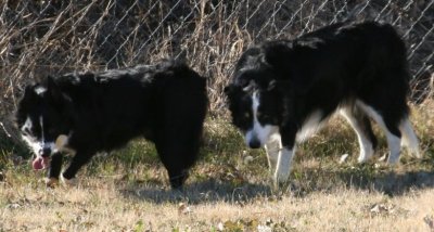 Click on Picture to See More of Kasey, A Border Collie