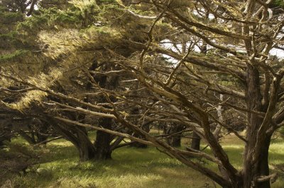  cypress trees Point Lobos