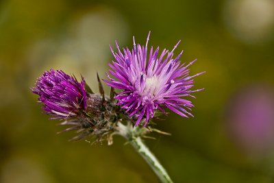 _MG_3995.jpg