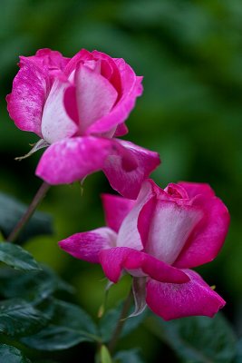 _MG_4154.jpg