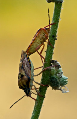 Bronze Award, Macro.