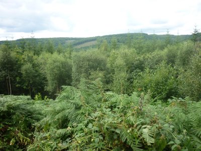 View from Place over the Forest of Dean.JPG