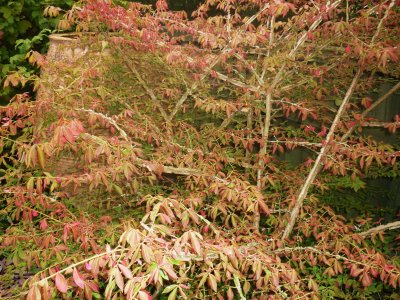ever changing colour of the spindle tree