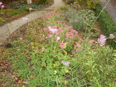 sedums and path
