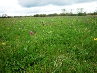 North Meadow National Nature Reserve Cricklade Wiltshire