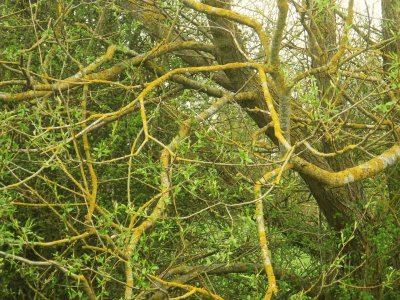tangled tree