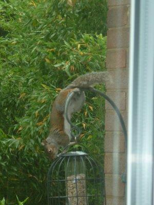 squirrel_attack