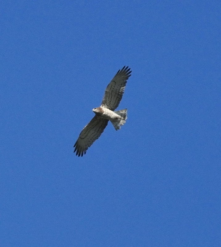 DSC_3226c.jpg