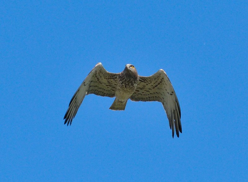 DSC_2171c.jpg